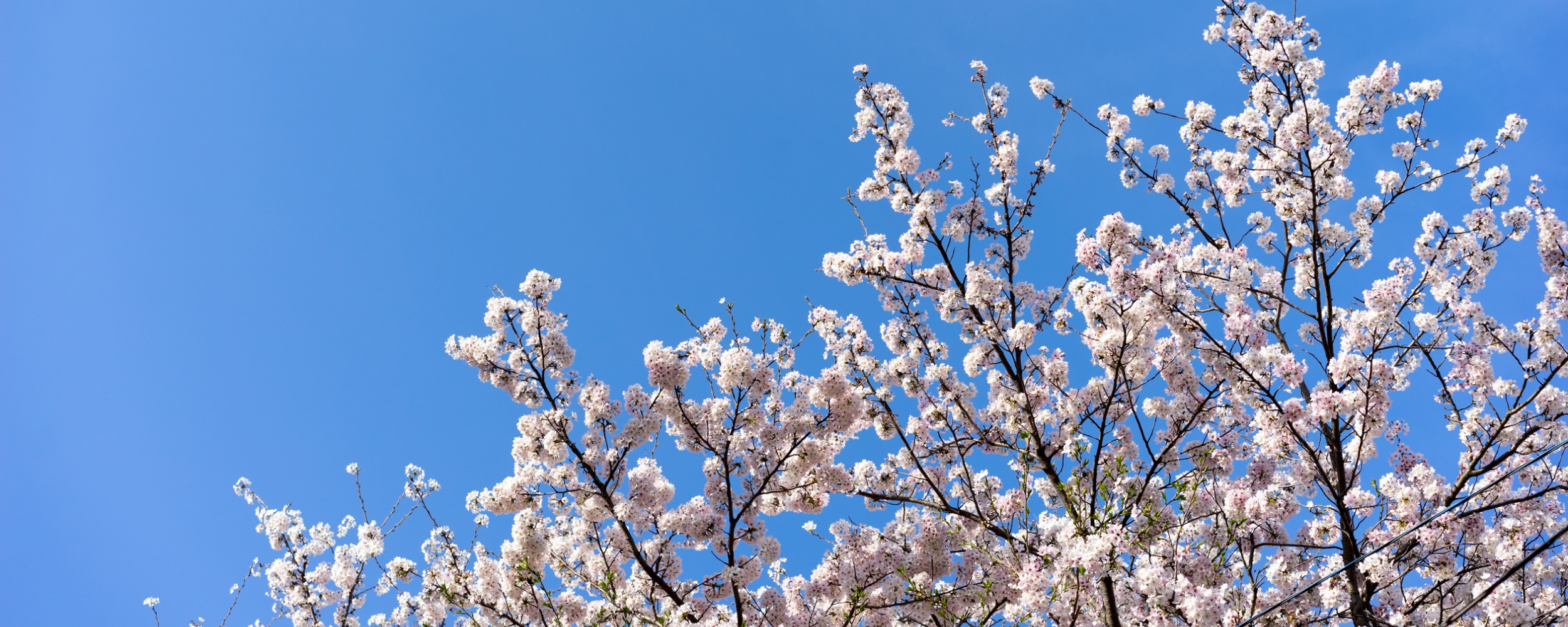 Spring Statement 2026 Image